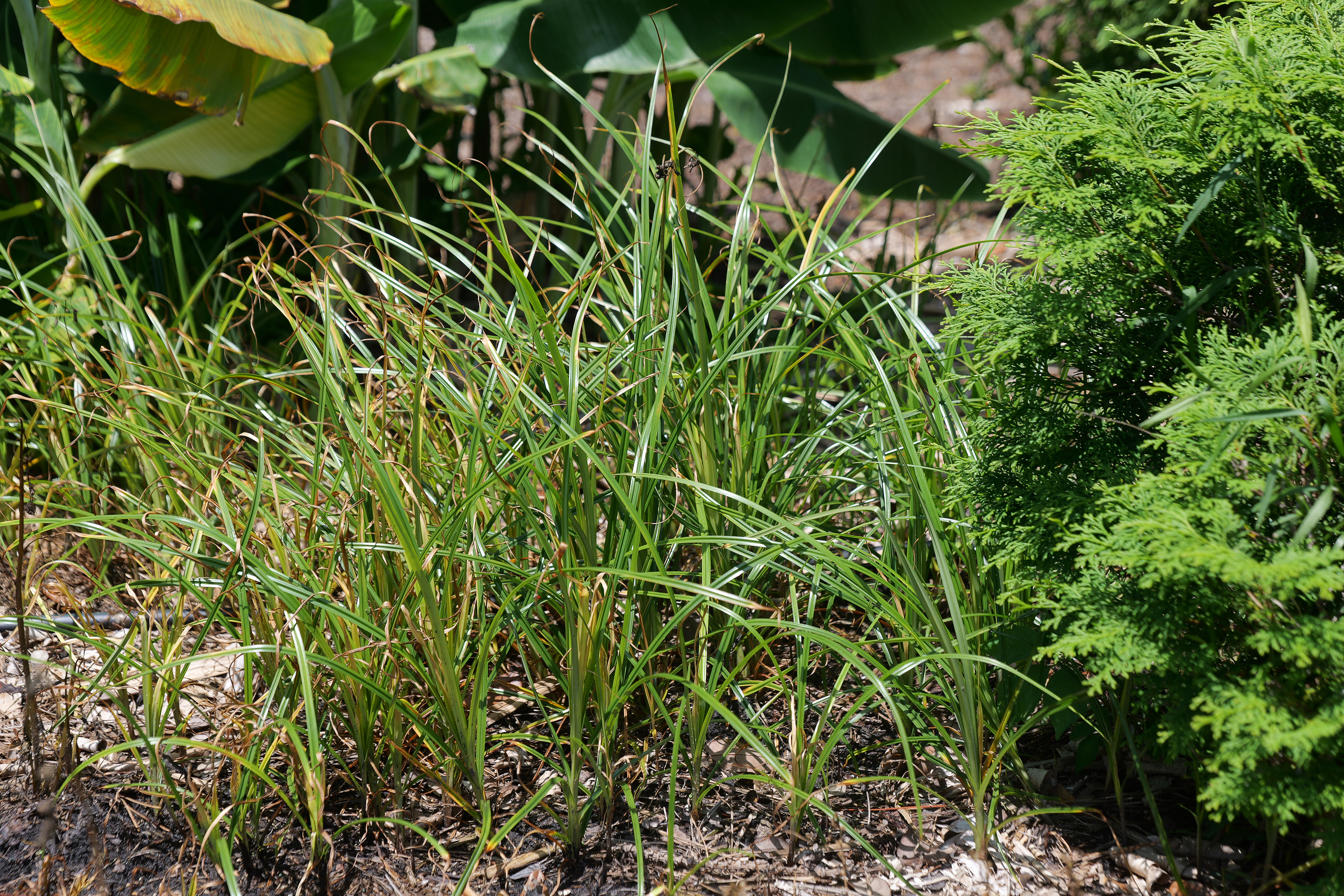 Is that grass — or is it a sedge?